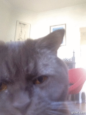 Selfie cat chat
